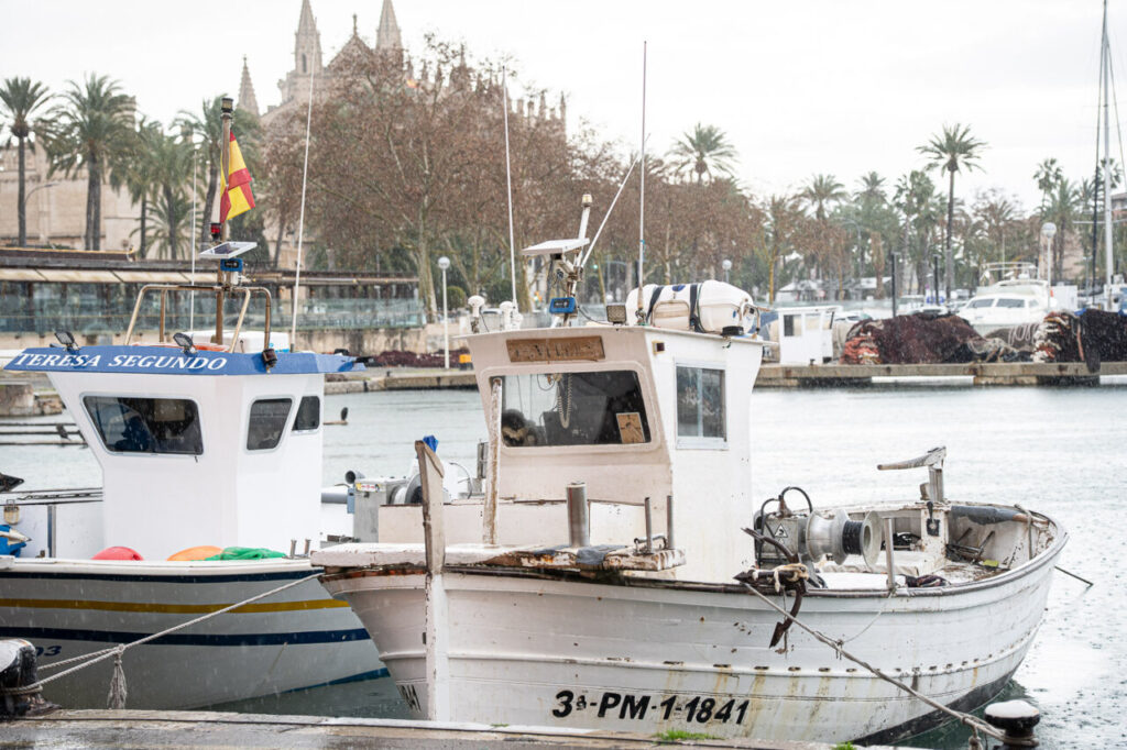 Dos barcos de pesca en un puerto con palmeras y edificios al fondo