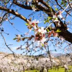Ramas de almendros en flor con cielo azul de fondo