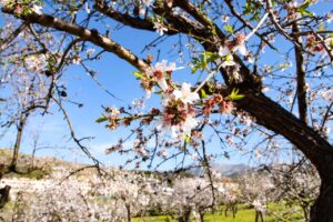 Ramas de almendros en flor con cielo azul de fondo