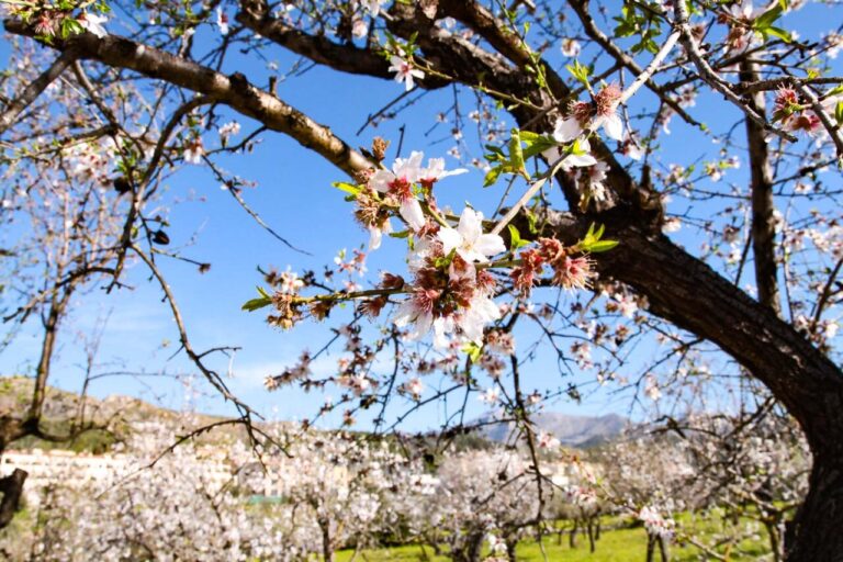 Ramas de almendros en flor con cielo azul de fondo