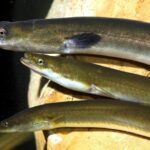 Tres anguilas nadando en un entorno acuático natural