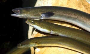 Tres anguilas nadando en un entorno acu&aacute;tico natural