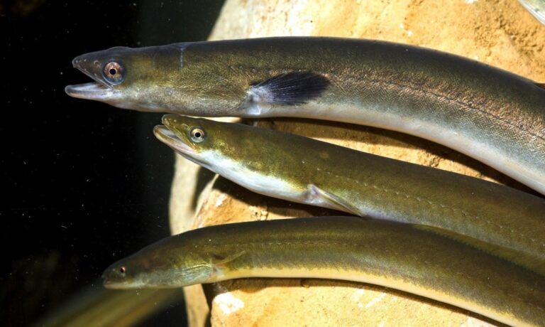 Tres anguilas nadando en un entorno acuático natural