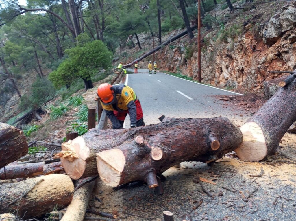 Trabajador retirando un árbol caído en una carretera de Mallorca