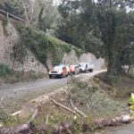 Operarios retirando &aacute;rboles ca&iacute;dos en una carretera de Mallorca tras un vendaval