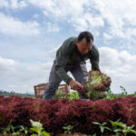 Hombre cosechando lechuga en un campo con nubes