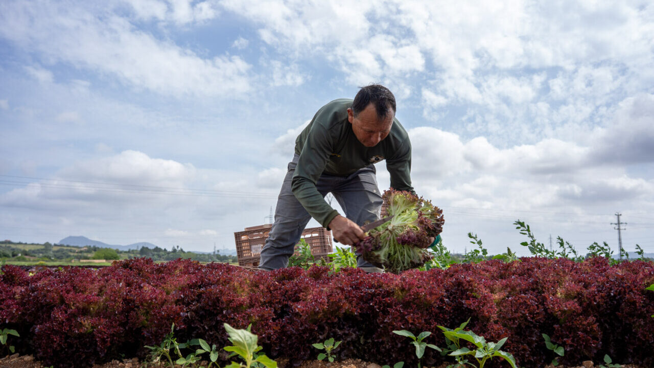 Hombre cosechando lechuga en un campo con nubes