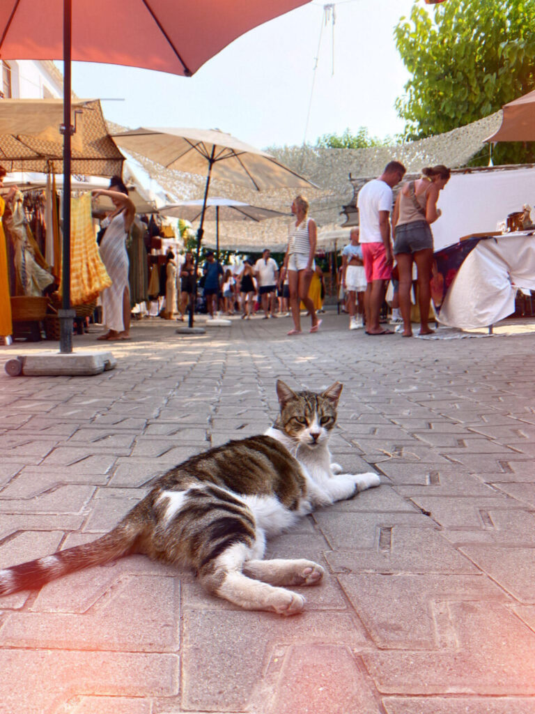 Gato descansando en un mercado de Sant Joan de Labritja, Ibiza.
