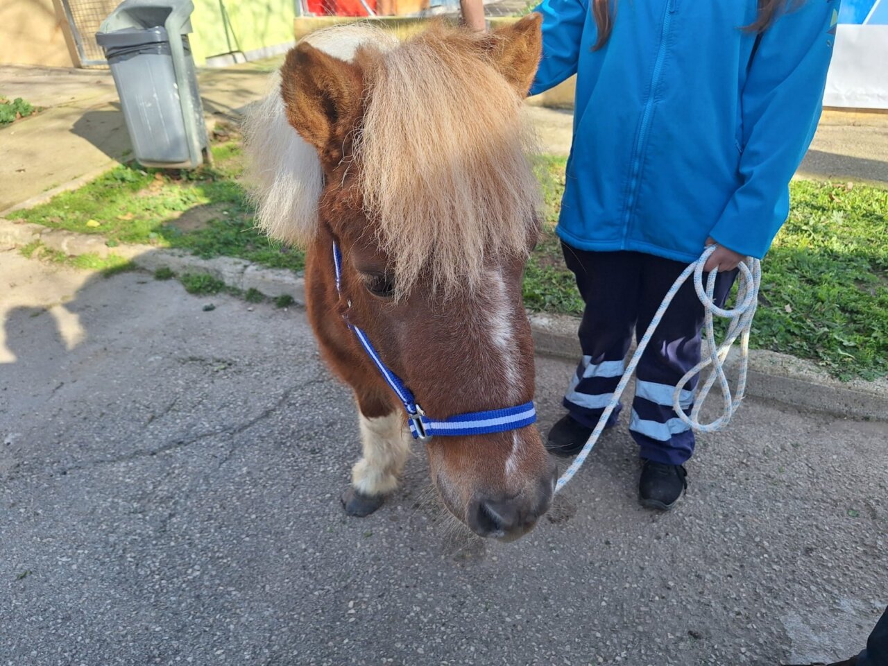 Poni llamado Panxo en el Centro Sanitario Municipal de Protecci&oacute;n Animal de Palma
