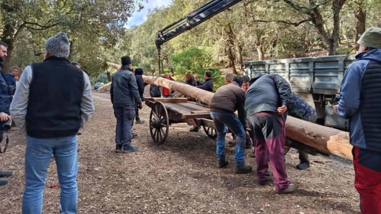 Vecinos de Pollen&ccedil;a talando un gran pino para la fiesta de Sant Antoni
