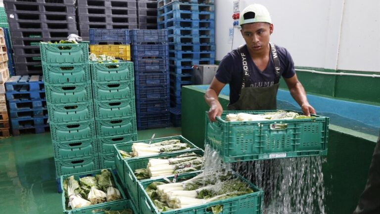 Trabajador inmigrante manipulando cajas de verduras en un entorno agr&iacute;cola