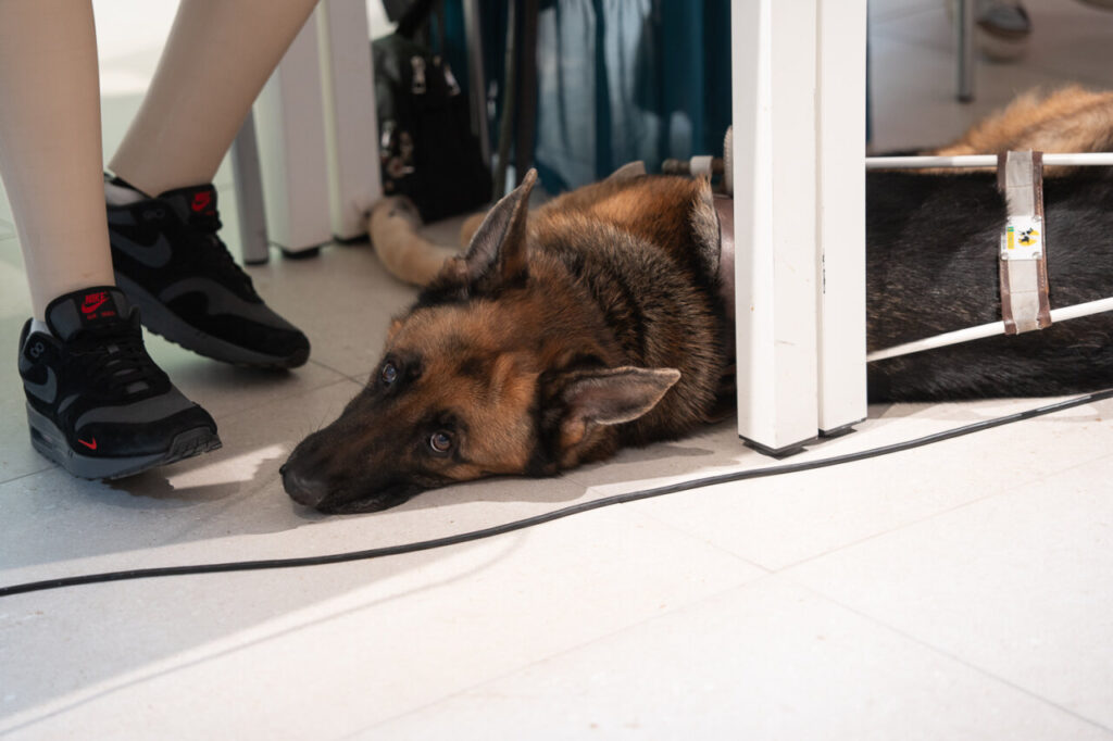 Perro descansando en un evento con personas alrededor