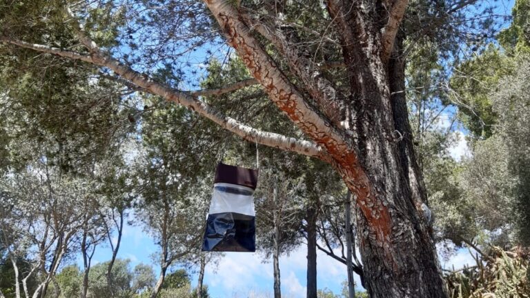 Trampa para procesionaria colgada de un &aacute;rbol en Calvi&agrave;