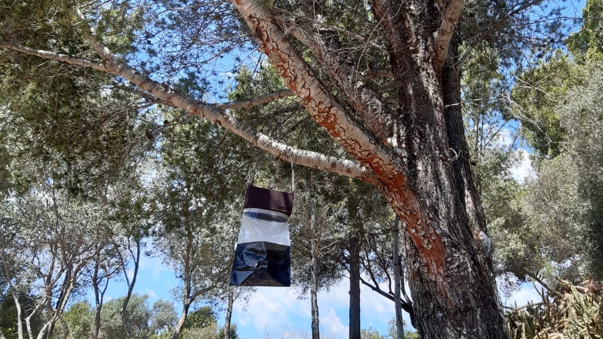 Trampa para procesionaria colgada de un &aacute;rbol en Calvi&agrave;
