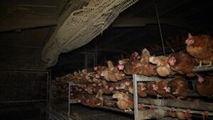 Gallinas en condiciones de hacinamiento en una granja av&iacute;cola