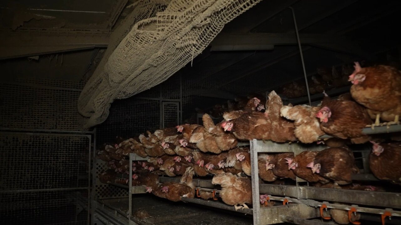 Gallinas en condiciones de hacinamiento en una granja av&iacute;cola