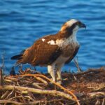 Águila pescadora en su nido en el Parc Natural de la Península de Llevant
