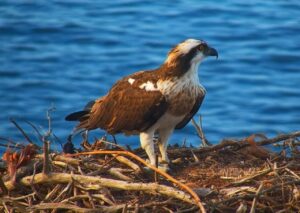 Águila pescadora en su nido en el Parc Natural de la Península de Llevant