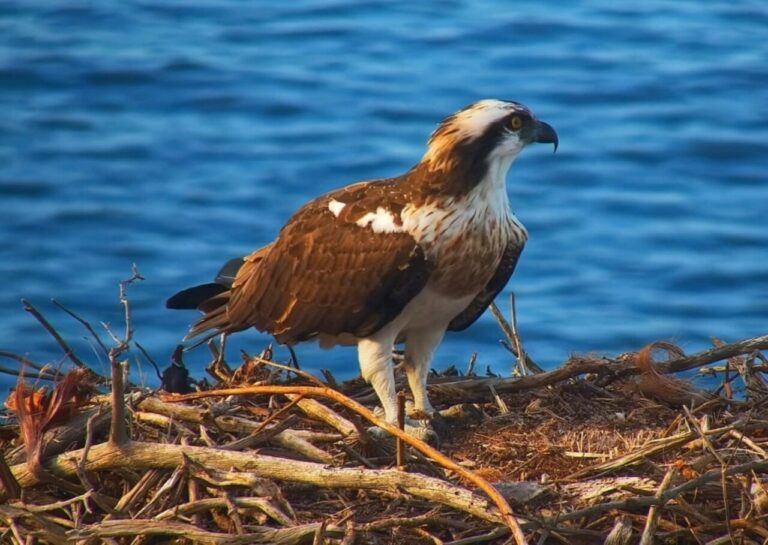 &Aacute;guila pescadora en su nido en el Parc Natural de la Pen&iacute;nsula de Llevant