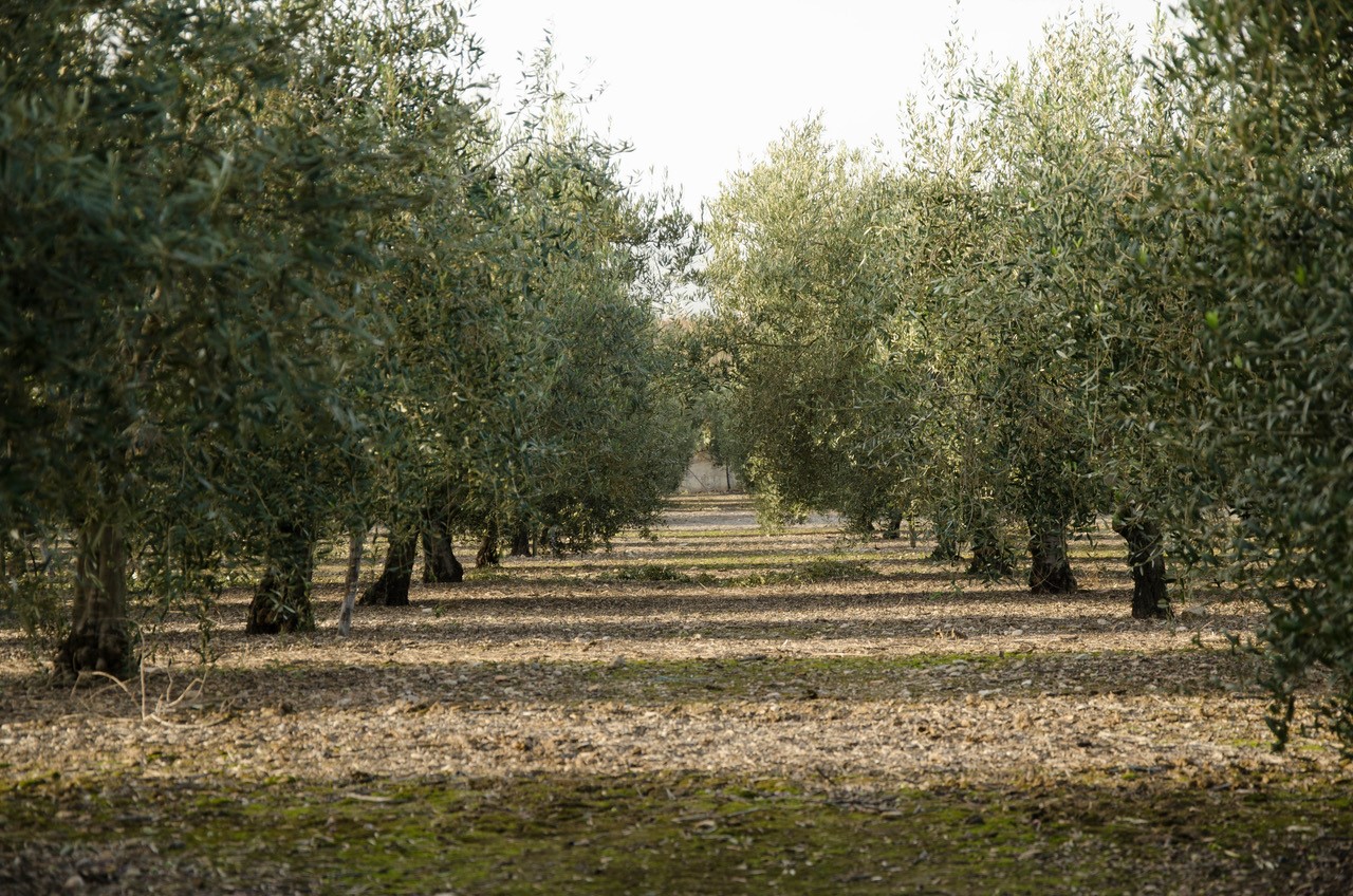Vista de un campo de olivos en Mallorca con árboles alineados