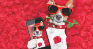 Perro con gafas de sol sosteniendo una rosa entre los dientes