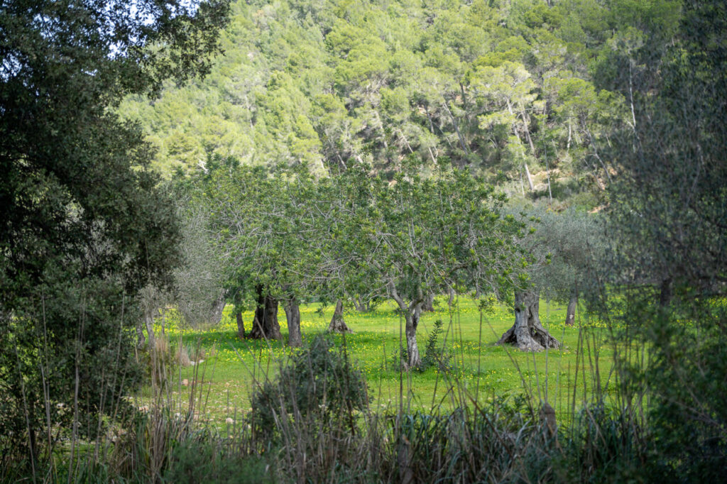 Vista de la Sierra de Tramuntana con &aacute;rboles y vegetaci&oacute;n verde