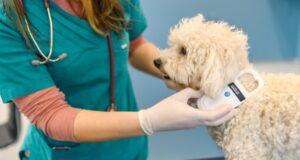 Veterinario atendiendo a un perro en consulta veterinaria