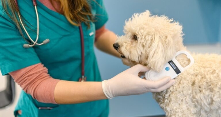 Veterinario atendiendo a un perro en consulta veterinaria
