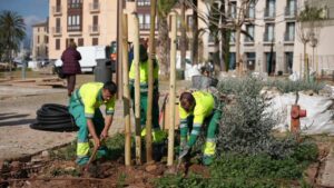 Trabajadores plantando nuevos &aacute;rboles en la plaza Lloren&ccedil; Villalonga de Palma