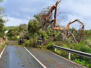 &Aacute;rboles ca&iacute;dos sobre la carretera tras un temporal en Baleares