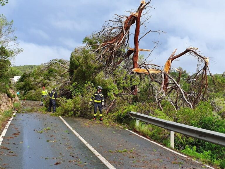 &Aacute;rboles ca&iacute;dos sobre la carretera tras un temporal en Baleares