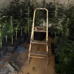 Interior de una plantación de marihuana con luces y plantas en macetas.