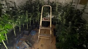 Interior de una plantaci&oacute;n de marihuana con luces y plantas en macetas.