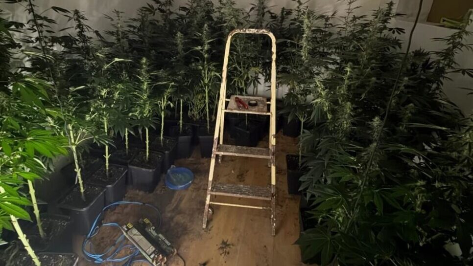 Interior de una plantaci&oacute;n de marihuana con luces y plantas en macetas.