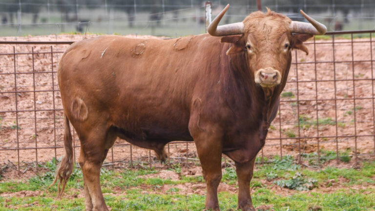 Toro de ganader&iacute;a centenaria en un campo en Mallorca