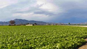 Campo de lechugas en una huerta con monta&ntilde;as al fondo
