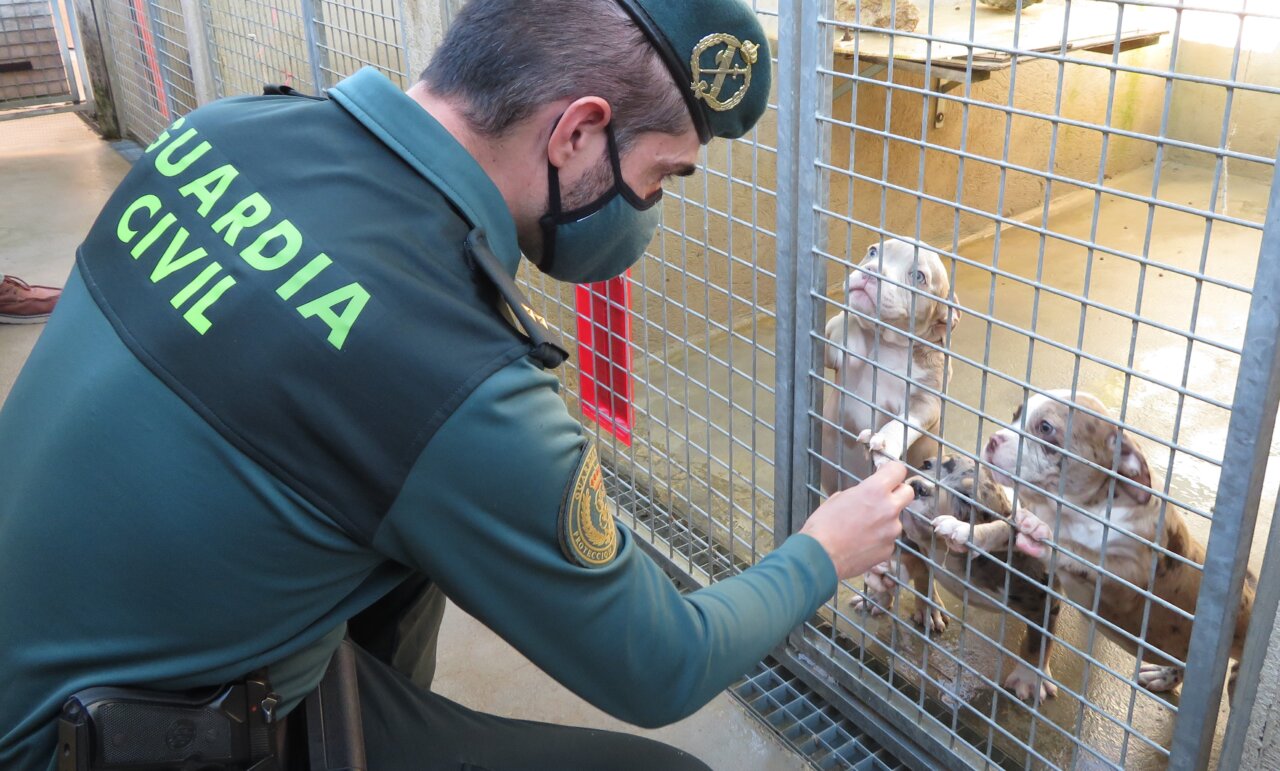 Investigan al transportista y al conductor por la muerte de 27 perros en un ferry rumbo a Mallorca