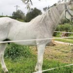 Caballo blanco llamado Latino en su nuevo hogar