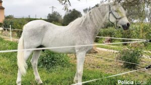 Caballo blanco llamado Latino en su nuevo hogar