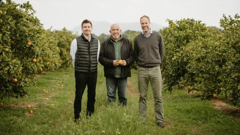 Tres personas en un campo de naranjas en Mallorca
