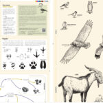 Guía para identificar rastros de fauna en los bosques de Baleares