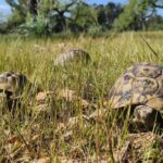 Tortugas moras en un entorno natural en Calvià