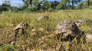 Tortugas moras en un entorno natural en Calvi&agrave;