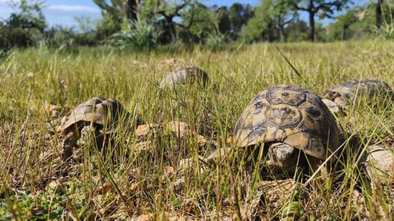 Tortugas moras en un entorno natural en Calvià