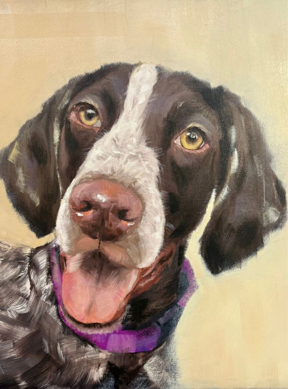 Retrato de un perro pointer con expresi&oacute;n amigable y collar morado