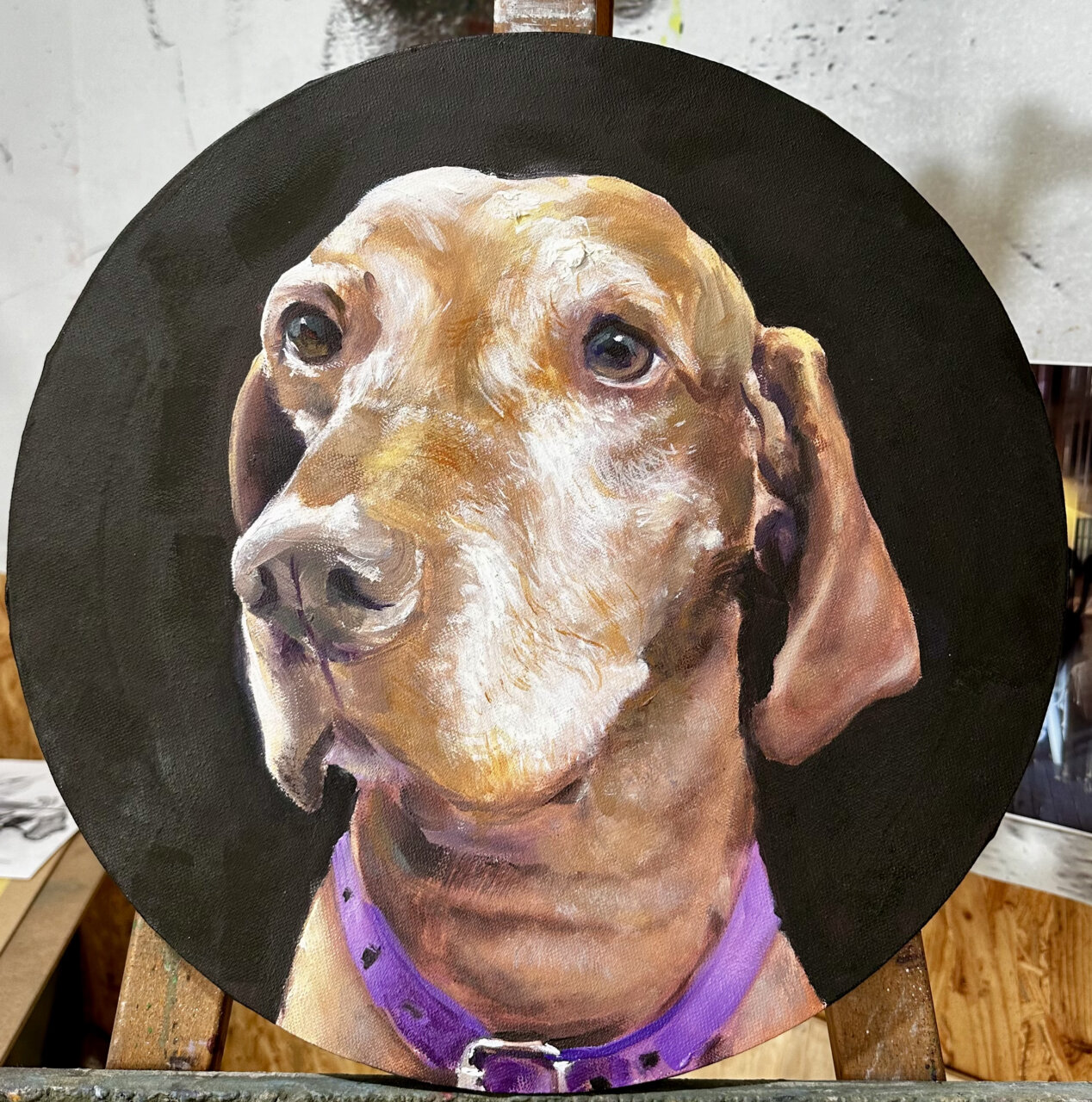 Retrato de una perra de raza Vizsla con collar morado