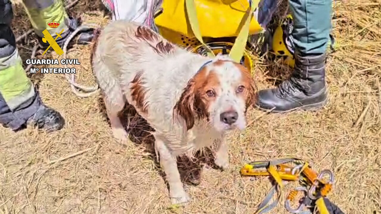 Perro rescatado por bomberos y Seprona en Sant Joan