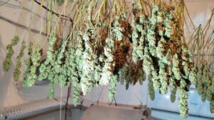 Cultivo de marihuana en un piso en Palma con plantas secas colgando.