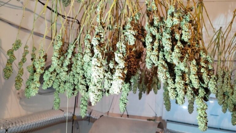 Cultivo de marihuana en un piso en Palma con plantas secas colgando.