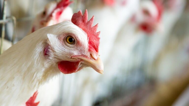 Gallina en una granja con fondo desenfocado de otras gallinas.